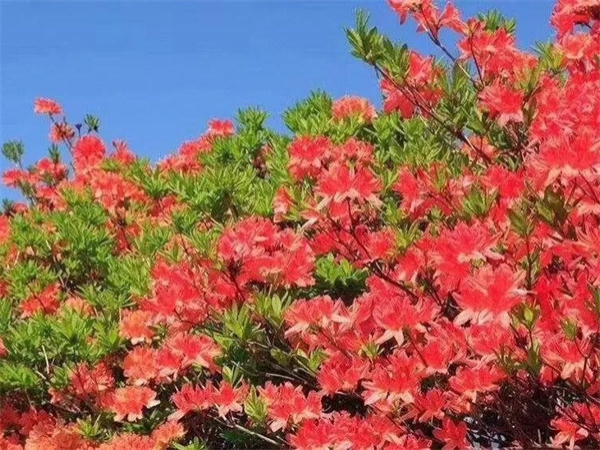 康拓2019春季小黄山团建之旅